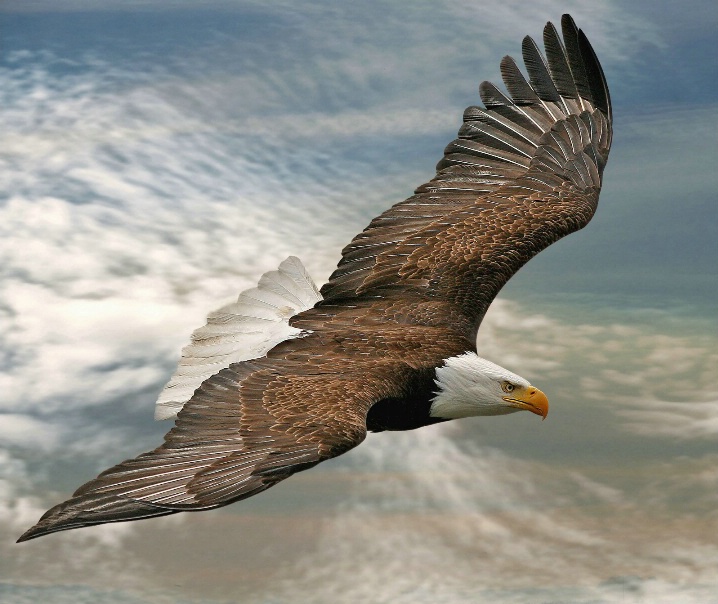 Birds eye view images of eagles in flight