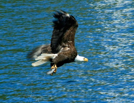 Run-Away Eagle