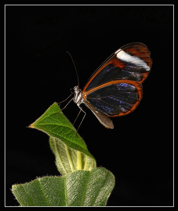 Clearwing Butterfly