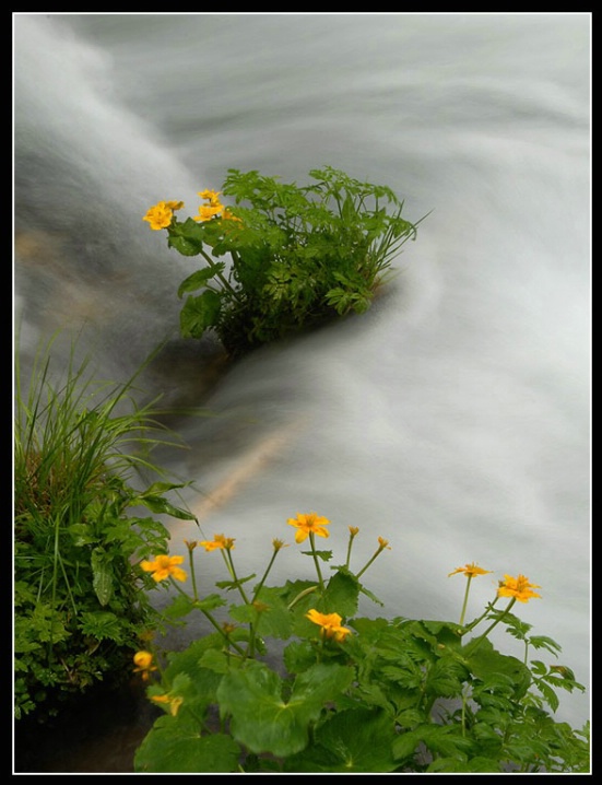Yellow Flowers in White Waters