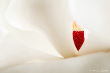 Heart of magnolia