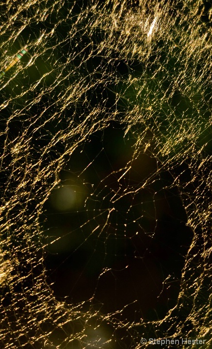 Tangled Web