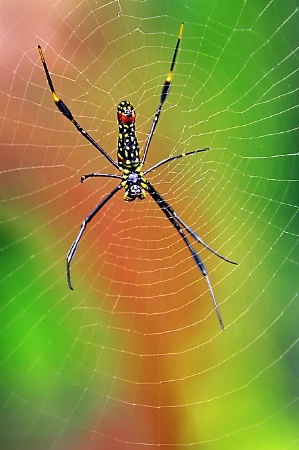 Colorful Spider