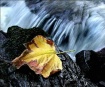The last leaf