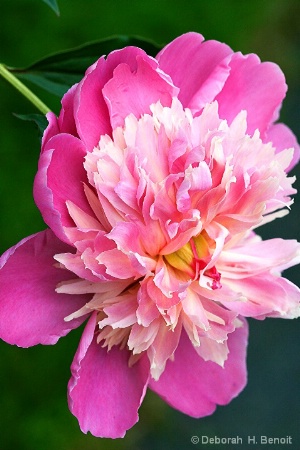 Peonie Explosion