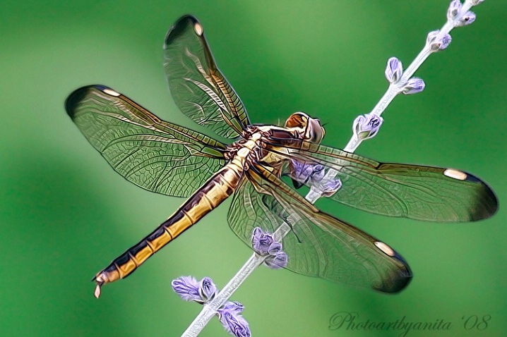 Dragonfly