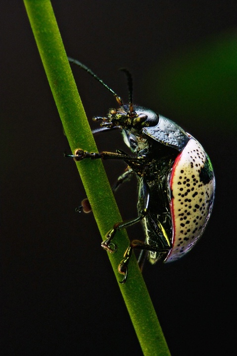 Unidentified Beetle, Costa Rica