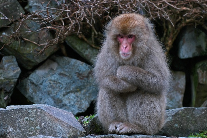 Japanese Macaque, Japan