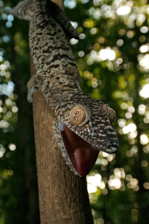 Leaf Tailed Gecko, Madagascar