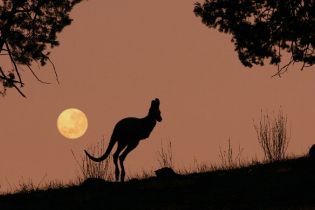 Kangaroo and Moon, Australia