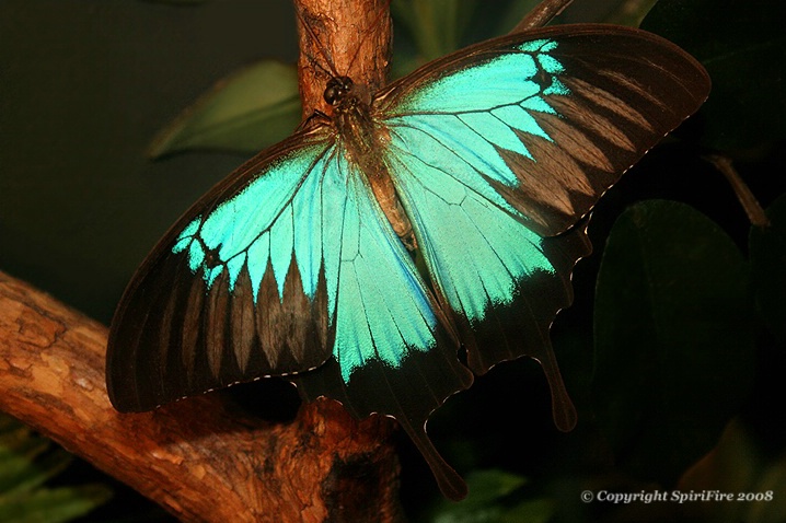 Beautiful Morpho