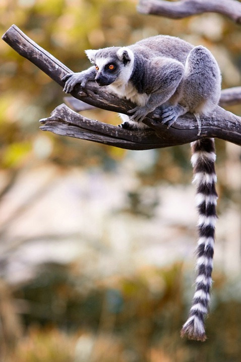 Ringtailed Lemur - ID: 6433941 © Leslie J. Morris