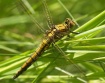 Orthetrum cancell...