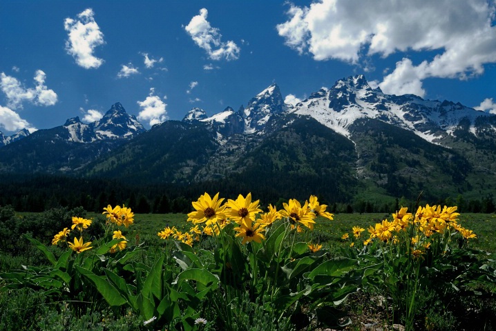 Wildflowers and the Grand Tetons in Wyoming