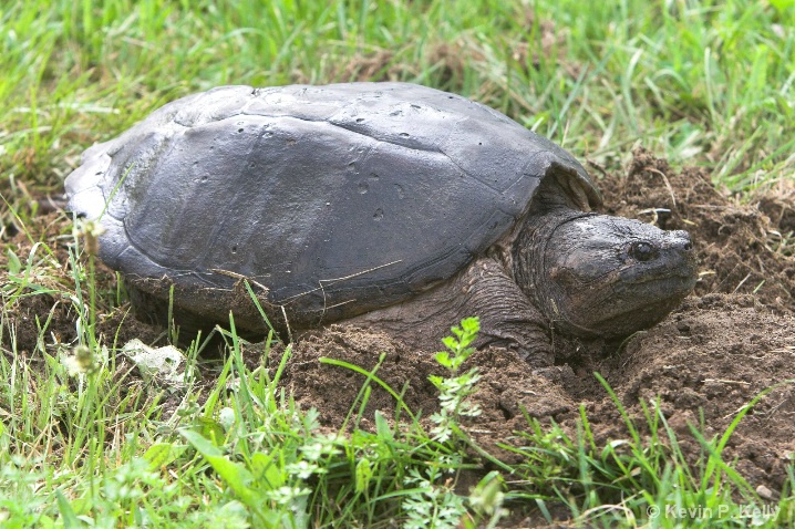 Snapping turtle trying to nest