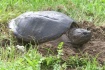 Snapping turtle t...