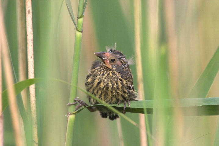 Fledgling Hiding in the Reeds