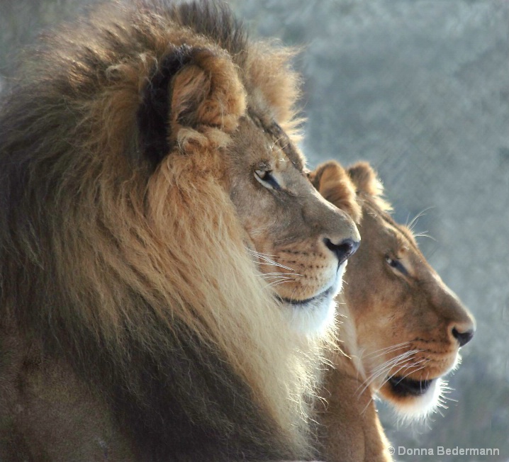 Lions Watching Monkeys