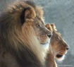 Lions Watching Mo...