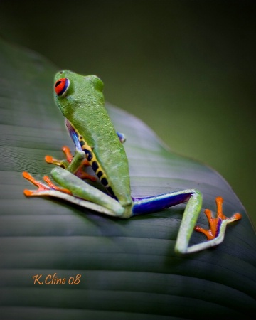 Frogger in Costa Rica on his leaf