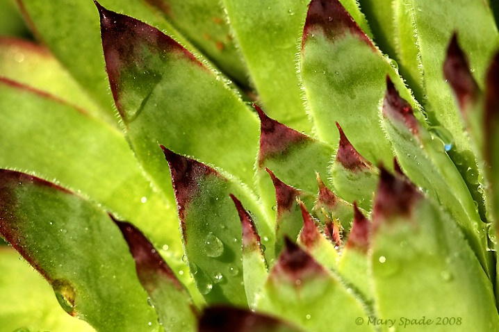 RED  TIPS