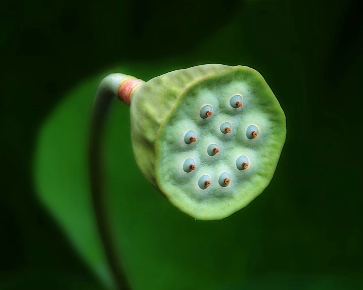 Lotus Pod