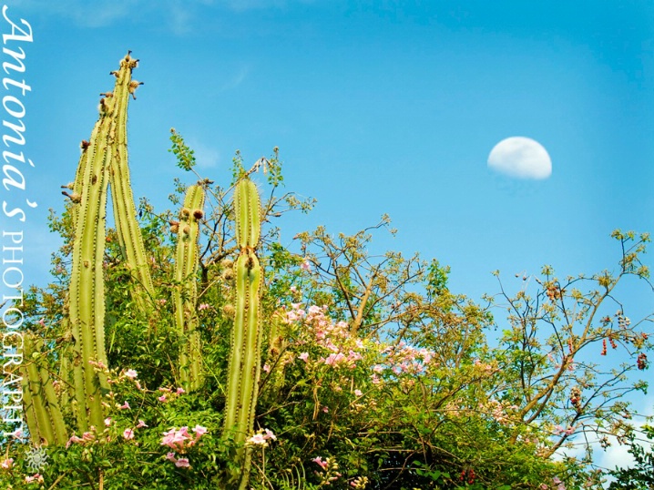 moon above the cactus