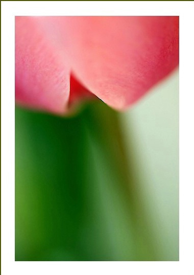 Tulip closeup