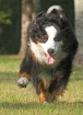Tess at a Run