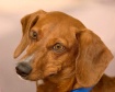 Penny Portrait