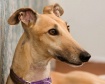 Fiji profile