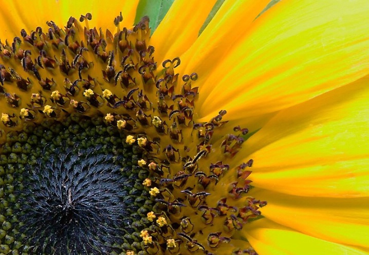 Sunflower in macro