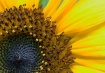 Sunflower in macr...
