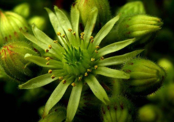 Strange green blooms