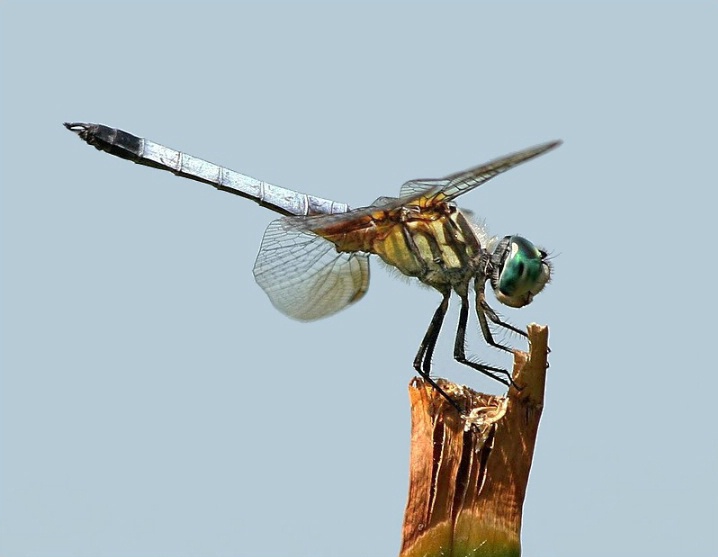 Blue Sky - Blue Dasher