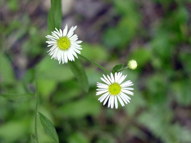 Pint Size Beauties