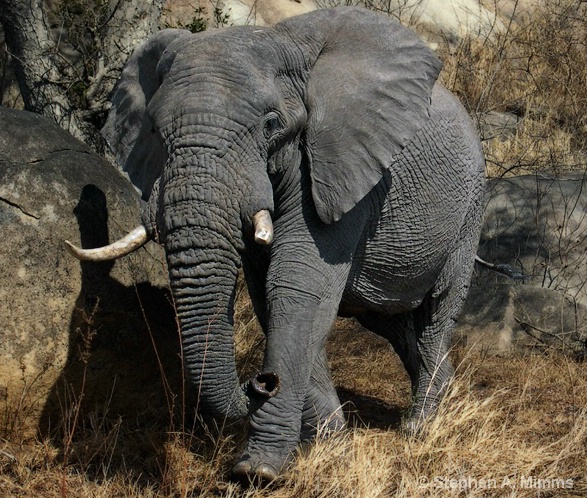 Broken Tusk - ID: 6451192 © Stephen Mimms