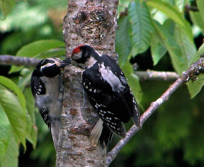 Tending her young.