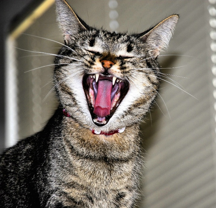 A BIG yawn.