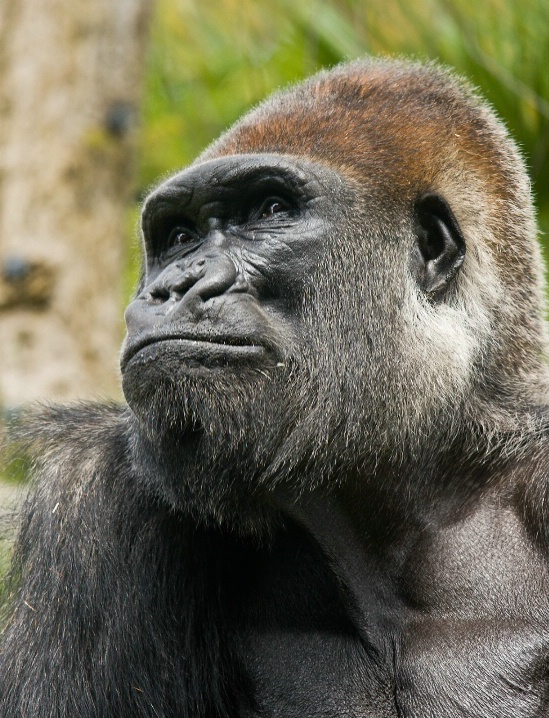 Pondering Darwin's Theory of Evolution