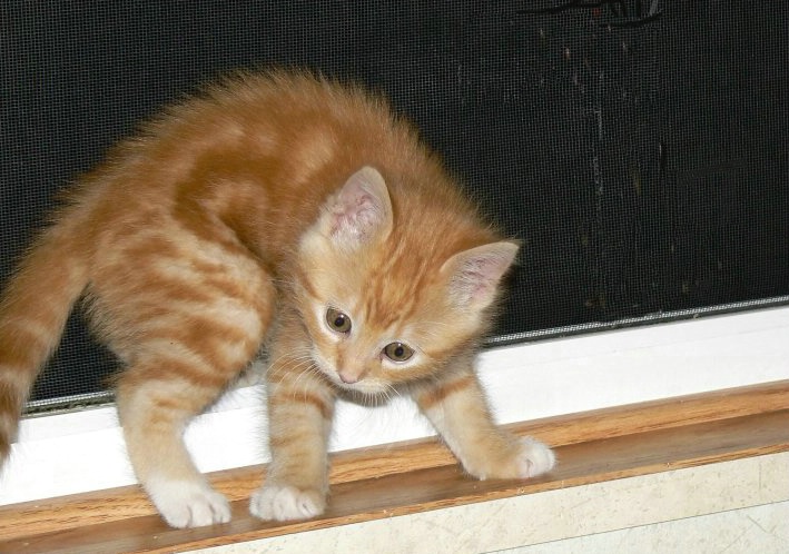 kitty in window