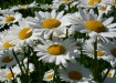 daisies