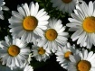 daisies 1