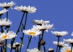daisies in sky