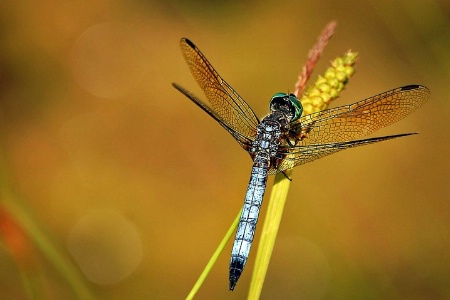 ~Dragonfly~