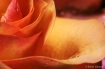 Rose with droplet...