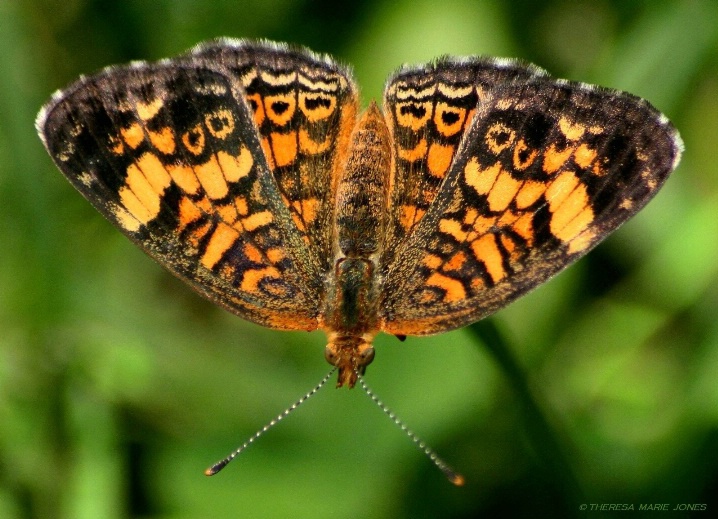 Female Pearl Cresent Butterfly - ID: 6460356 © Theresa Marie Jones