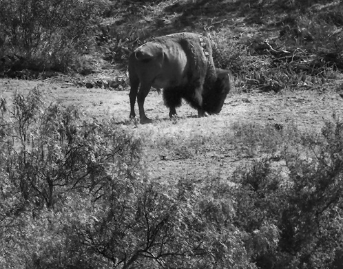 High Plains Graze B&W