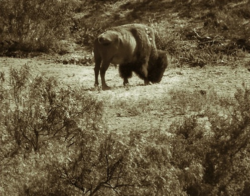 High Plains Graze Sepia