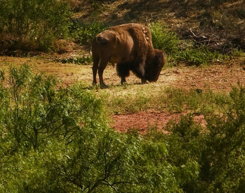 High Plains Graze